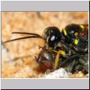 Mellinus arvensis - Kotwespe w48d beim Nesteintrag - Sandgrube Niedringhaussee.jpg